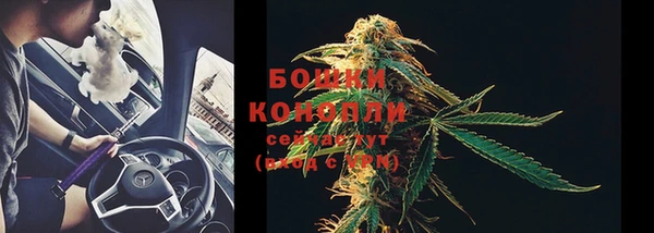 ГАЛЛЮЦИНОГЕННЫЕ ГРИБЫ Осинники